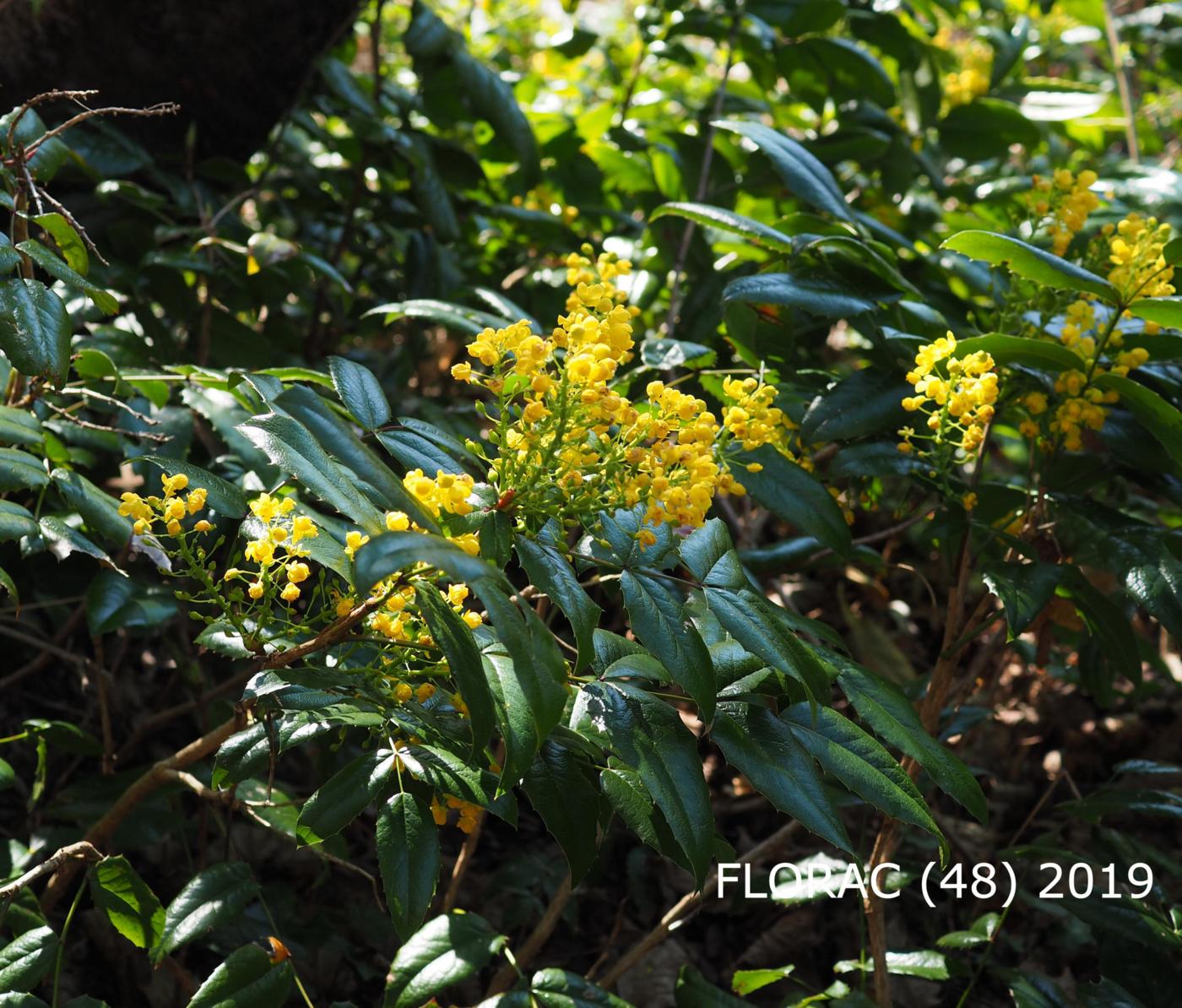 Mahonia, Holly-leaved plant